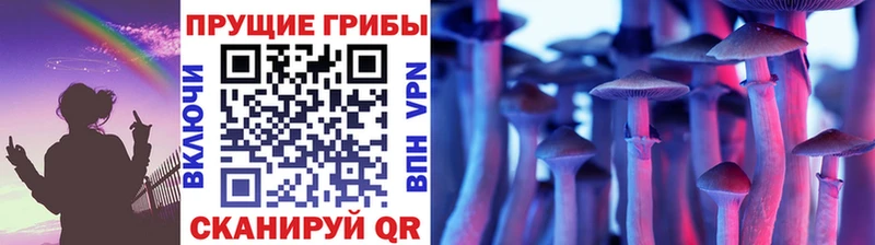 купить   Углич  Псилоцибиновые грибы Psilocybe 